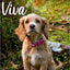 Viva Nylon Pink Dog Collar 35-43cm Size 4