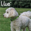 Nylon Adjustable Collar in Lime Size 1-2