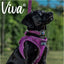 Nylon Adjustable Collar in Purple Size 2-5