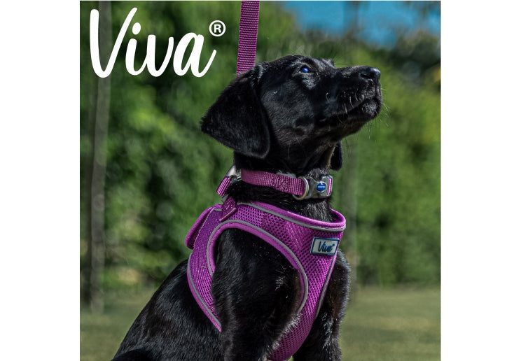 Nylon Adjustable Collar in Purple Size 1-2