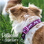 5-9 Purple Bone Collar