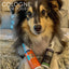 K9 Cologne For Dogs 100ml