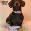 Reflective Orange Bone Lead 3/4"