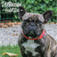 5-9 Red Ref Star Collar