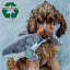 Shark Plush Dog Toy - Made From Recycled Materials