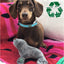 Mini Turtle, Seal or Seahorse Dog Toy - Made From Recycled Materials